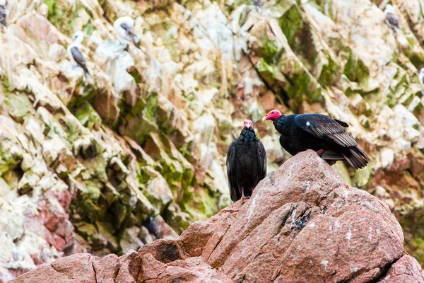वल्चर लाल मान पक्षी — स्टॉक फोटो, इमेज