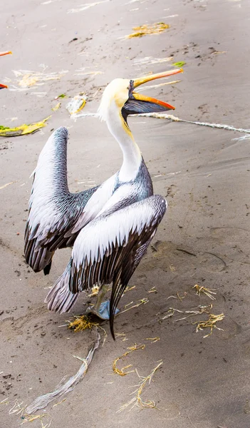 Пеликан на Балестасских островах — стоковое фото
