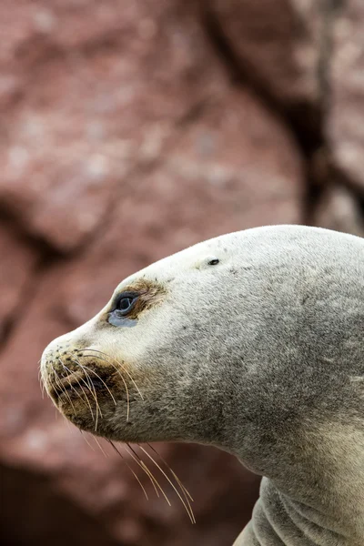 Südamerikanische Seelöwen — Stockfoto