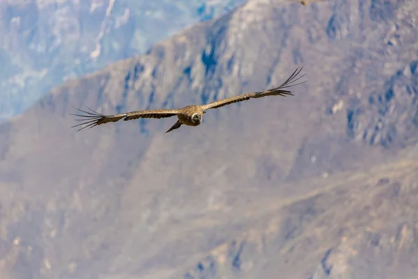 Kondor fliegen über Colca Canyon — Stockfoto