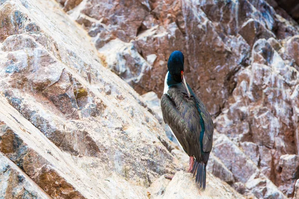 Aquatic seabirds in Peru — Stock Photo, Image