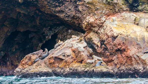 South American Sea lions — Stock Photo, Image