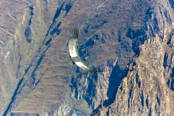 Flygande condor över colca canyon — Stockfoto