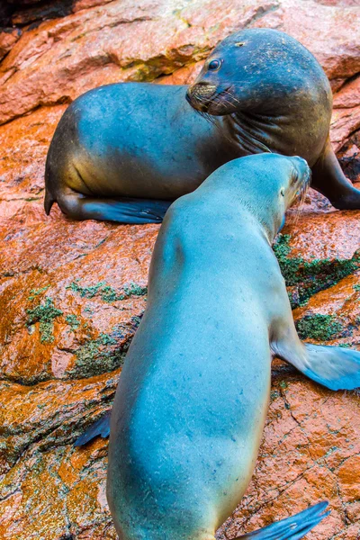 Lobos marinos sudamericanos — Foto de Stock