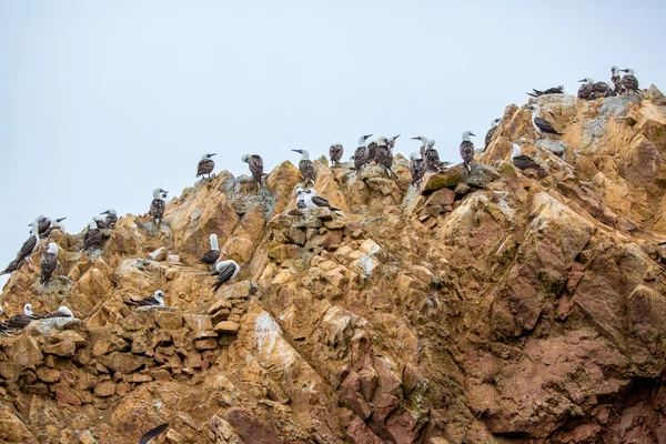 นกทะเลในเปรู — ภาพถ่ายสต็อก
