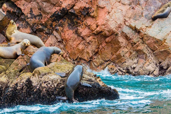 Lobos marinos sudamericanos — Foto de Stock