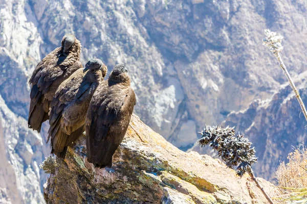 Trzy kondory w kanion colca — Zdjęcie stockowe