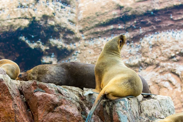 Lions de mer sud-américains — Photo