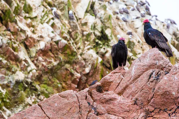 Vulture red neck birds — Stock Photo, Image