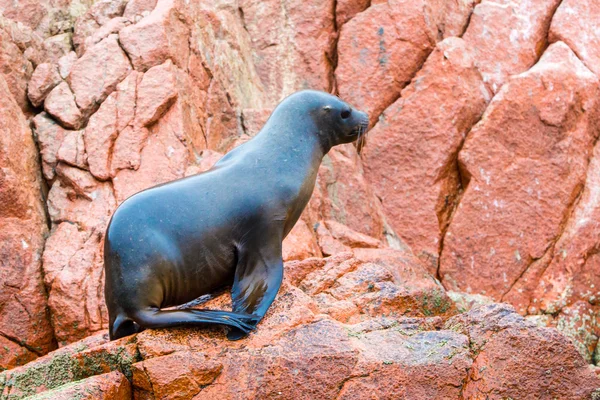 Südamerikanischer Seelöwe — Stockfoto