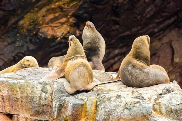 Морские львы Южной Америки — стоковое фото