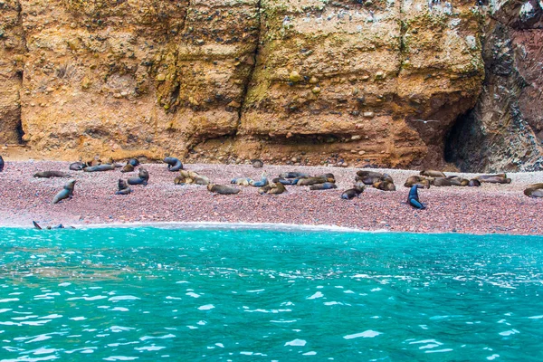 Leoni marini sudamericani — Foto Stock