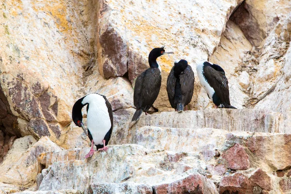 Aquatische zeevogels in peru — Stockfoto