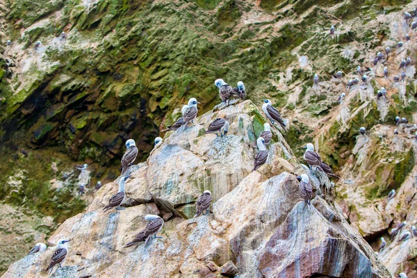 Zuid-Amerikaanse zeeleeuwen — Stockfoto