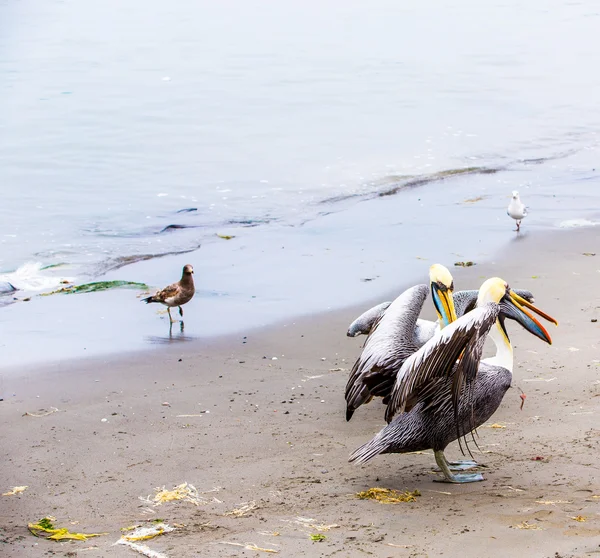Пелікани на ballestas острови — стокове фото