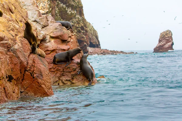 South American Sea lions — Stock Photo, Image