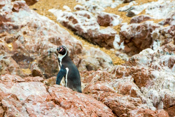 South American penguins coast — Stock Photo, Image