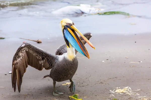 Pelikaan op ballestas-eilanden — Stockfoto