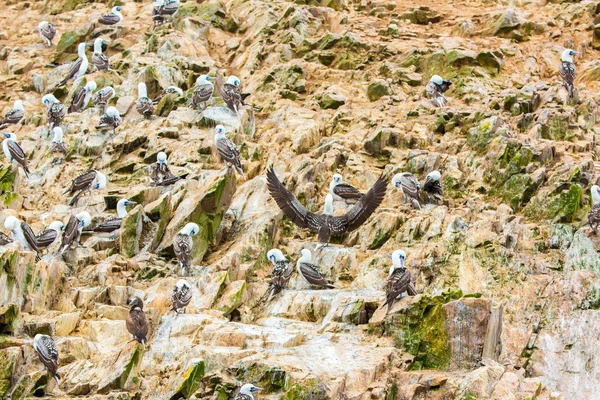 Aves marinhas em Peru — Fotografia de Stock