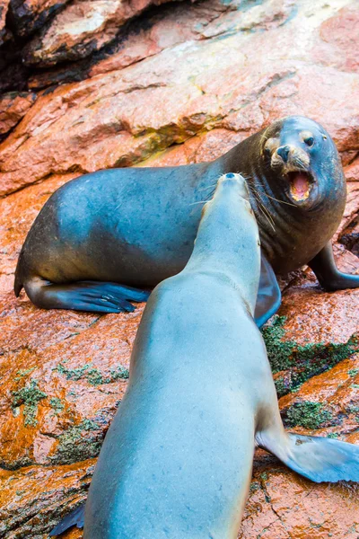 South American Sea lions — Stock Photo, Image