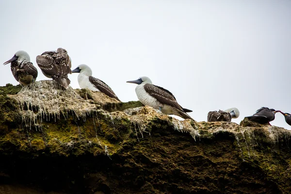 Aquatische zeevogels in peru — Stockfoto