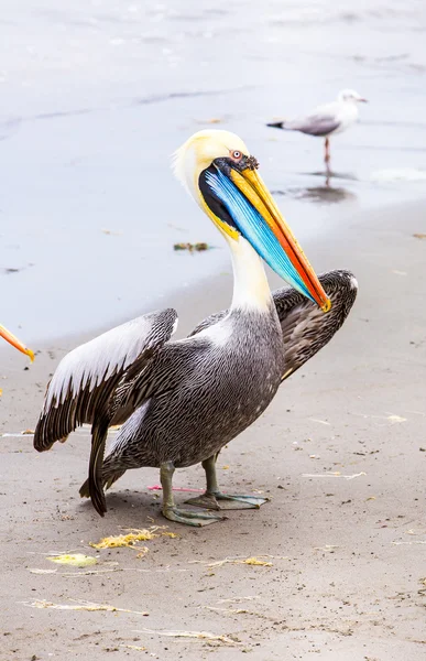 Pelikaner på ballestas öarna — Stockfoto