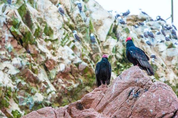 Gier rode hals vogels in ballestas-eilanden — Stockfoto