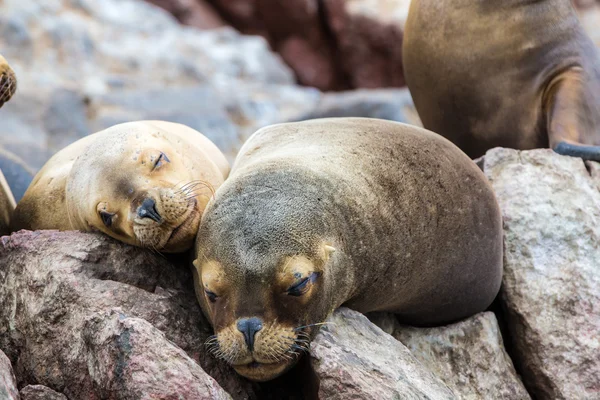 South American Sea lions — Stock Photo, Image