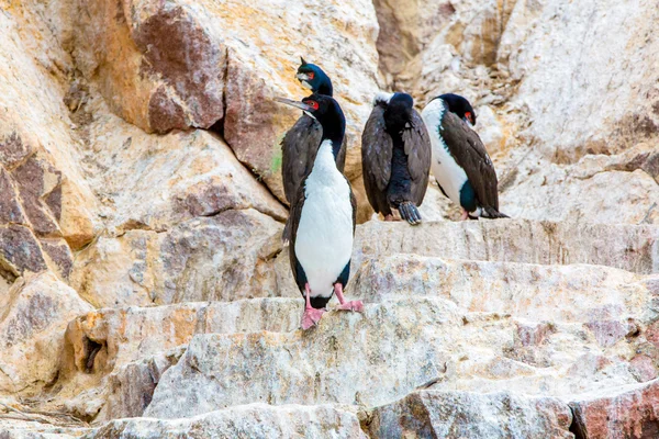 Aquatic seabirds — Stock Photo, Image