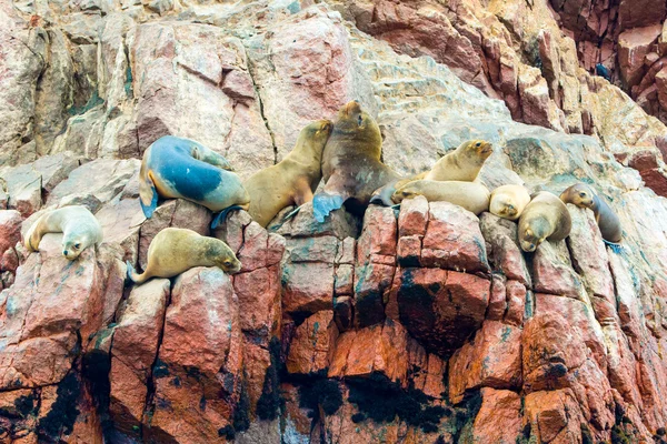 South American Sea lions — Stock Photo, Image