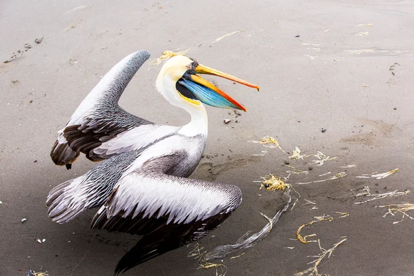 Pelikane auf Ballestas-Inseln — Stockfoto