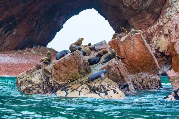 Lobos marinos sudamericanos —  Fotos de Stock
