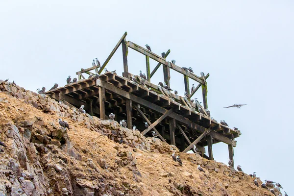 Oiseaux de mer aquatiques en Pérou — Photo