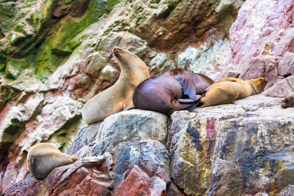 South American Sea lions — Stock Photo, Image