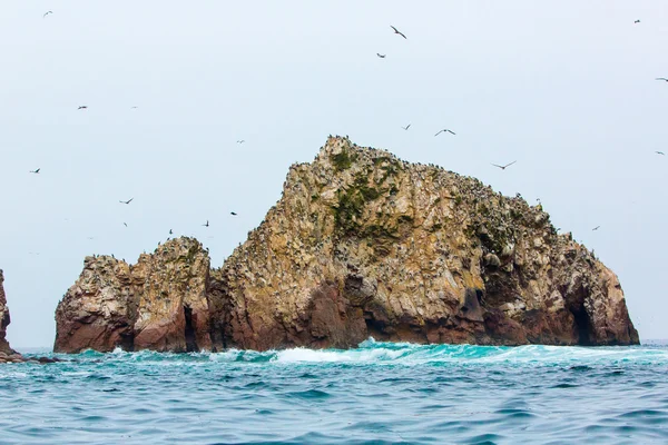 Aquatic seabirds in Peru — Stock Photo, Image