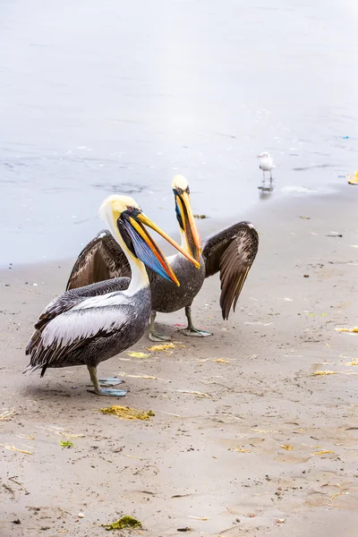 Pelican on Ballestas Islands — Stock Photo, Image