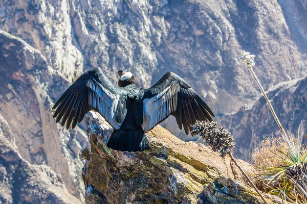 Condor na kanion colca — Zdjęcie stockowe