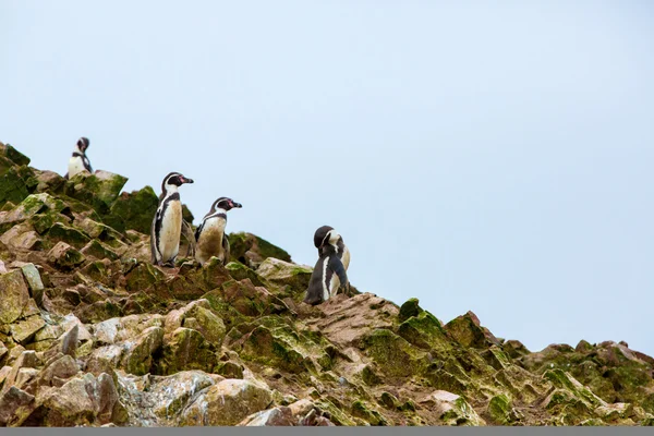 South American penguins — Stock Photo, Image