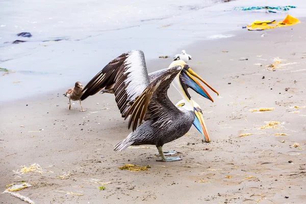 Pelícanos en las Islas Ballestas — Foto de Stock