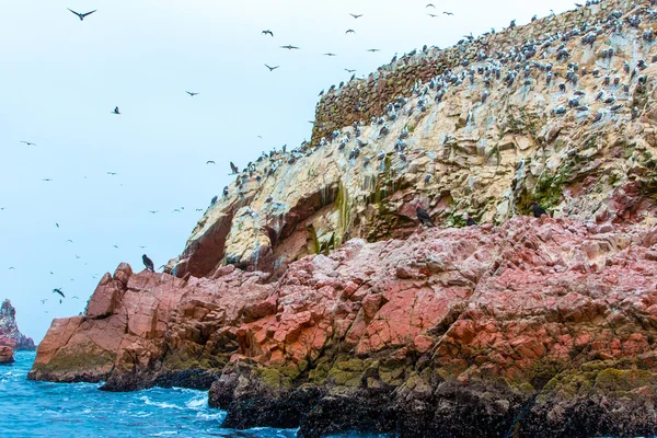 ペルーにおける水生海鳥 — ストック写真
