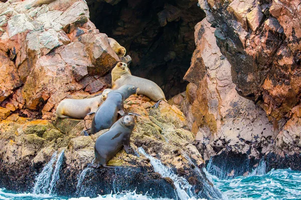 Lobos marinos sudamericanos — Foto de Stock