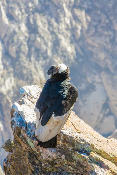 Condor na kanion colca — Zdjęcie stockowe