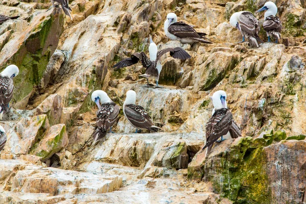 Peru'daki su deniz kuşları — Stok fotoğraf