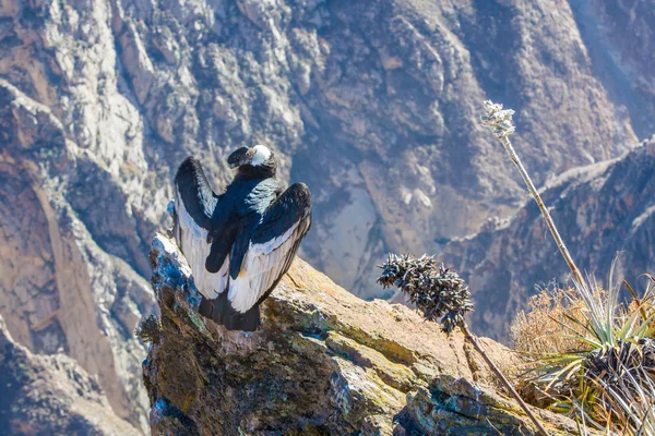 Кондор в каньоне Колка — стоковое фото