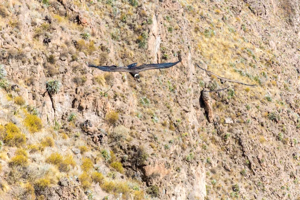 Летающий кондор над каньоном Колка — стоковое фото