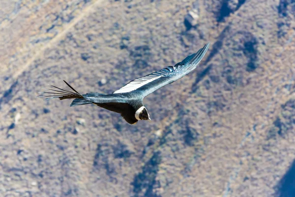 Létající condor nad colca canyon — Stock fotografie