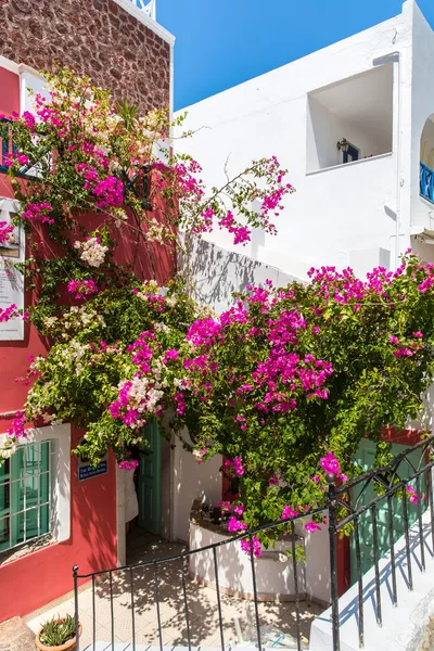 Bougainvillea virágok — Stock Fotó