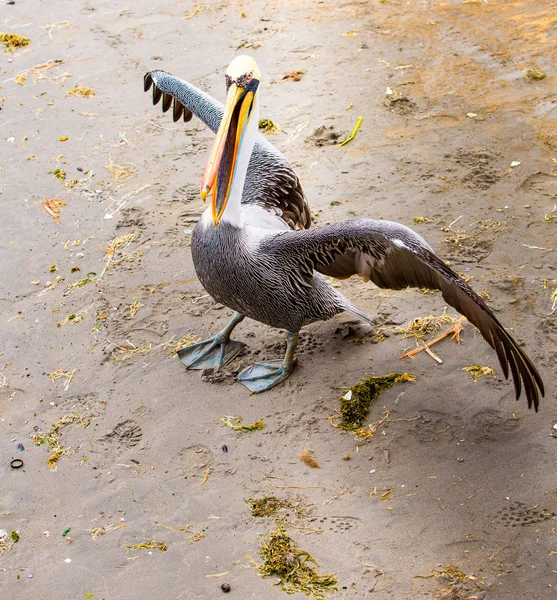 Pelican on Ballestas Islands — Stock Photo, Image