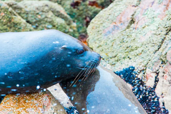 Leões-marinhos da América do Sul — Fotografia de Stock