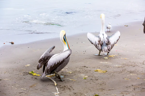 Pelikan ballestas Adaları — Stok fotoğraf